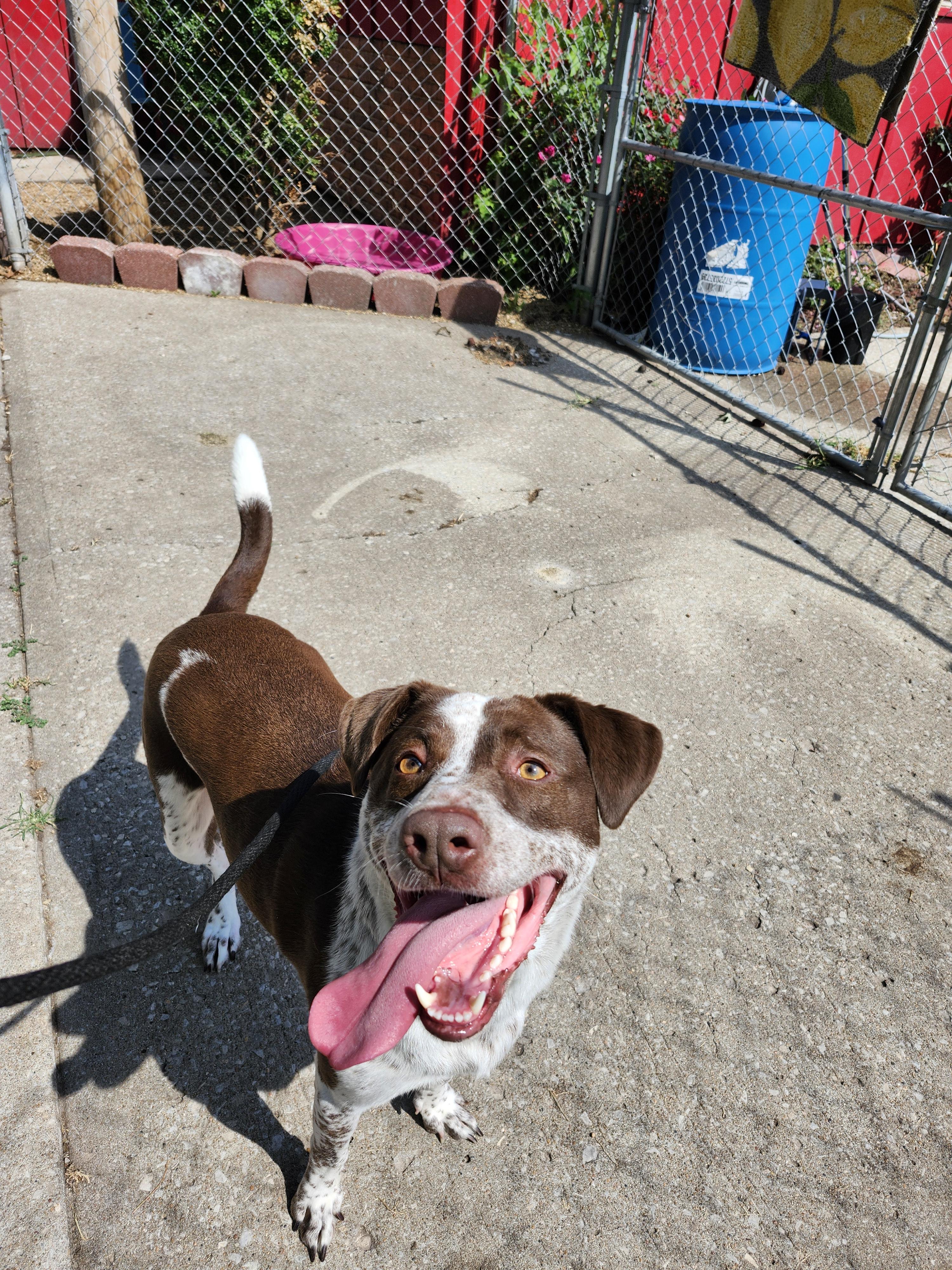 Brooks - I'm a Puppies for Parole Dog