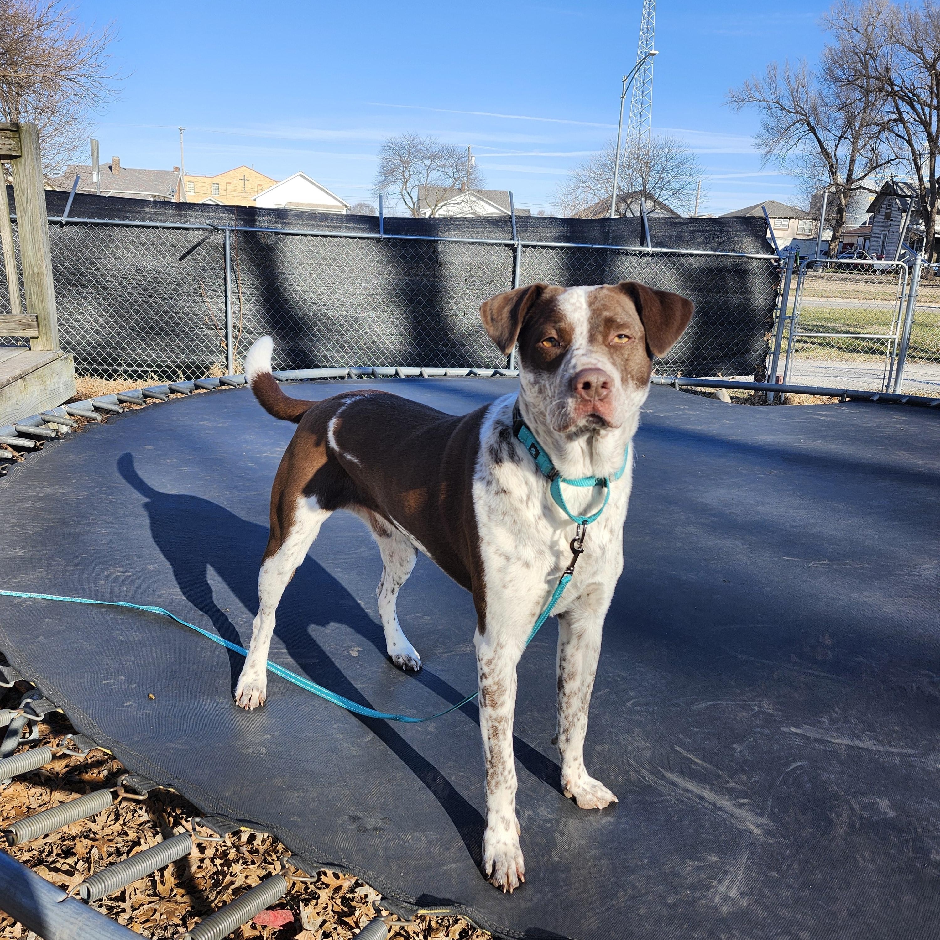 Brooks - I'm a Puppies for Parole Dog, a Adoptable mixed breed in Marshall, MO image 6/6