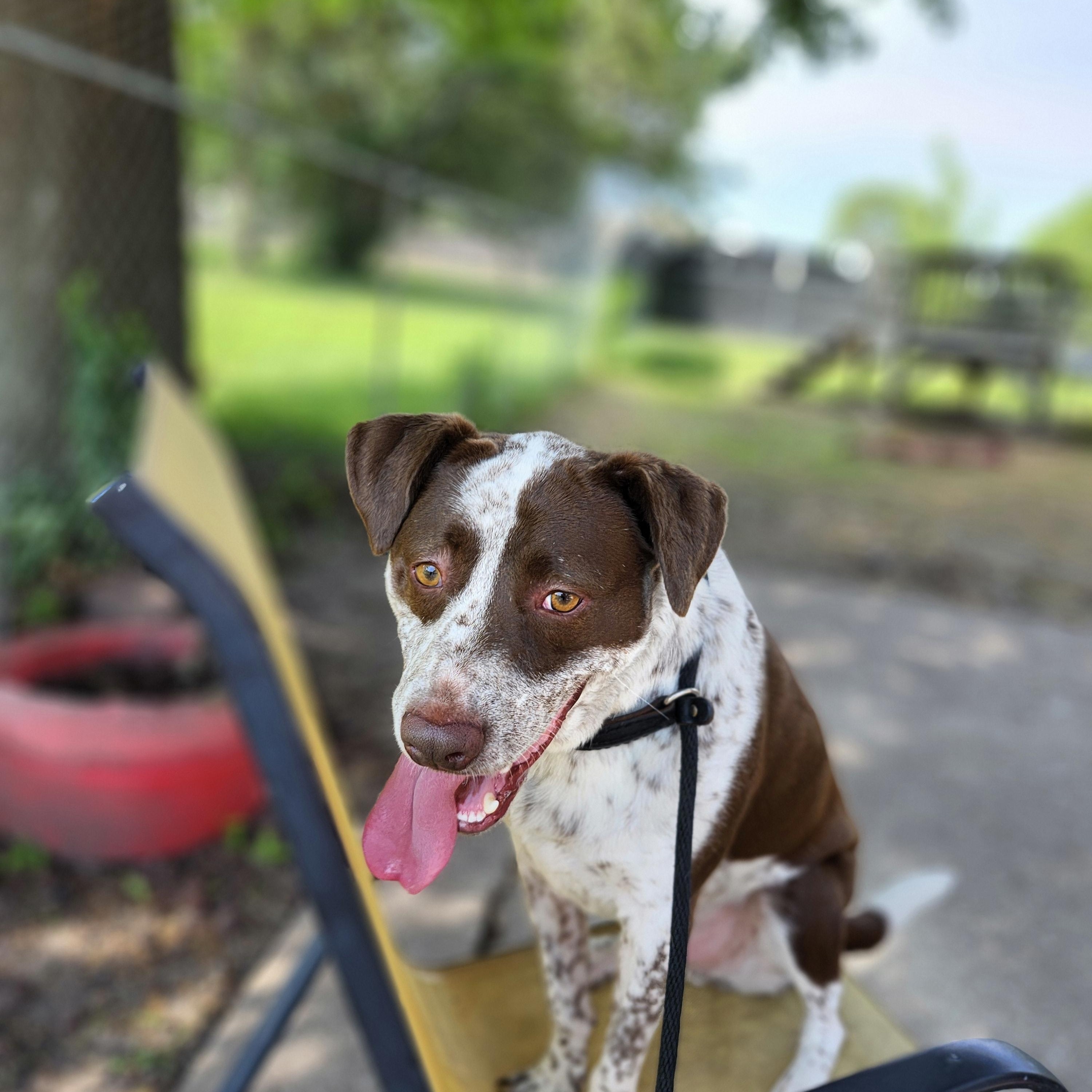 Brooks - I'm a Puppies for Parole Dog