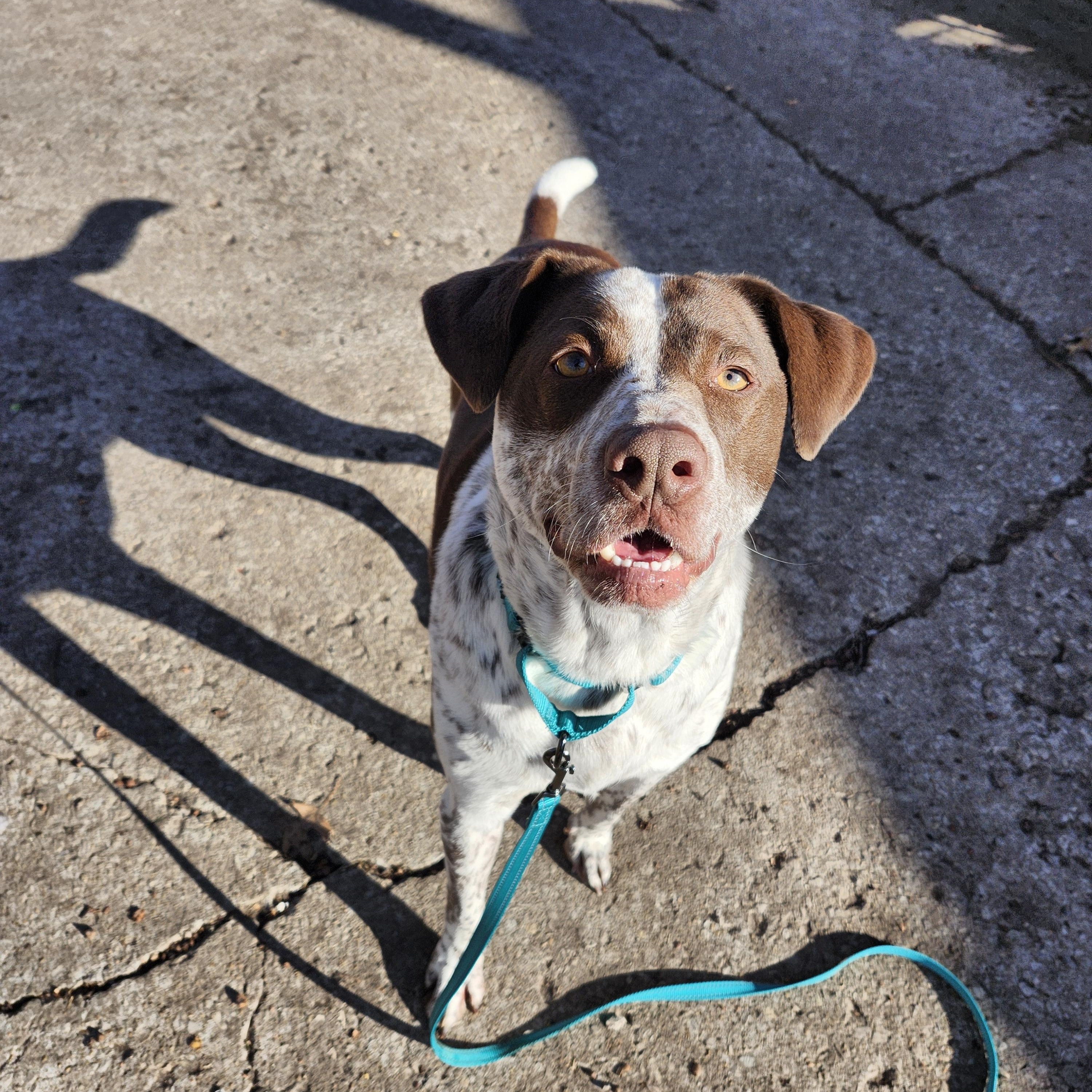 Brooks - I'm a Puppies for Parole Dog