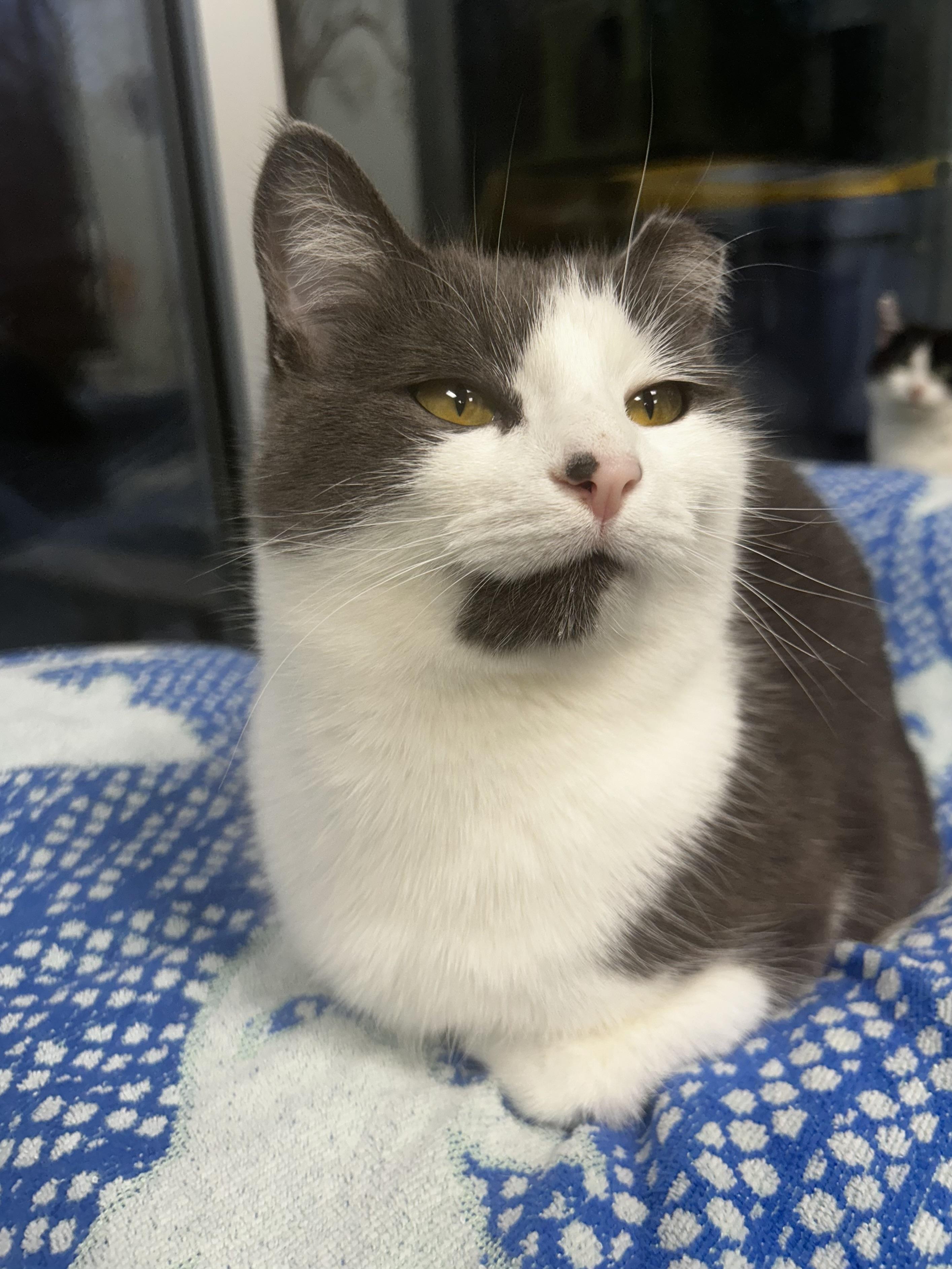 Nala, a Adoptable Domestic Short Hair in Grand Rapids, MI image 1/6