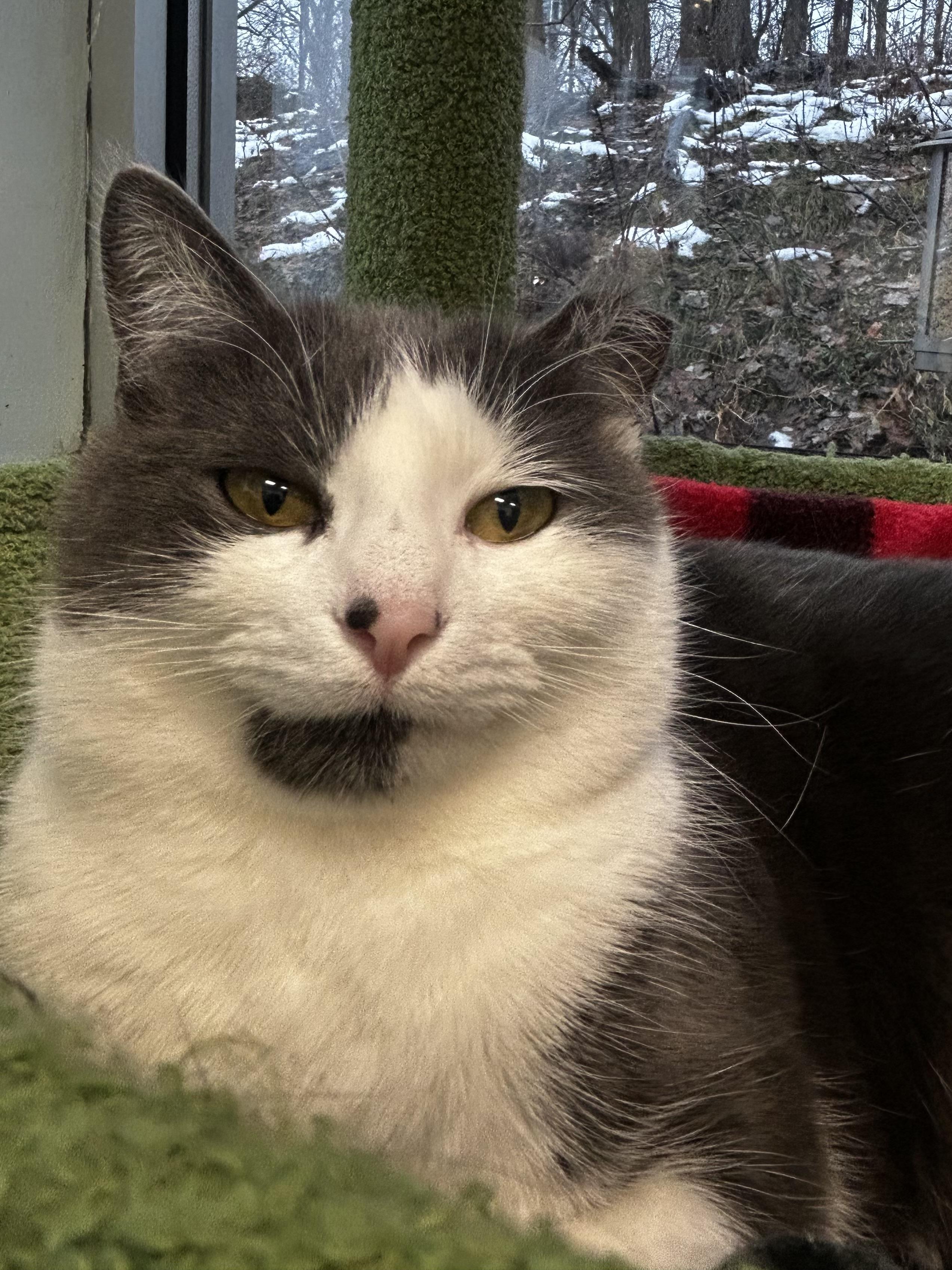 Enlarge Nala, a Adoptable Domestic Short Hair in Grand Rapids, MI image 2/6