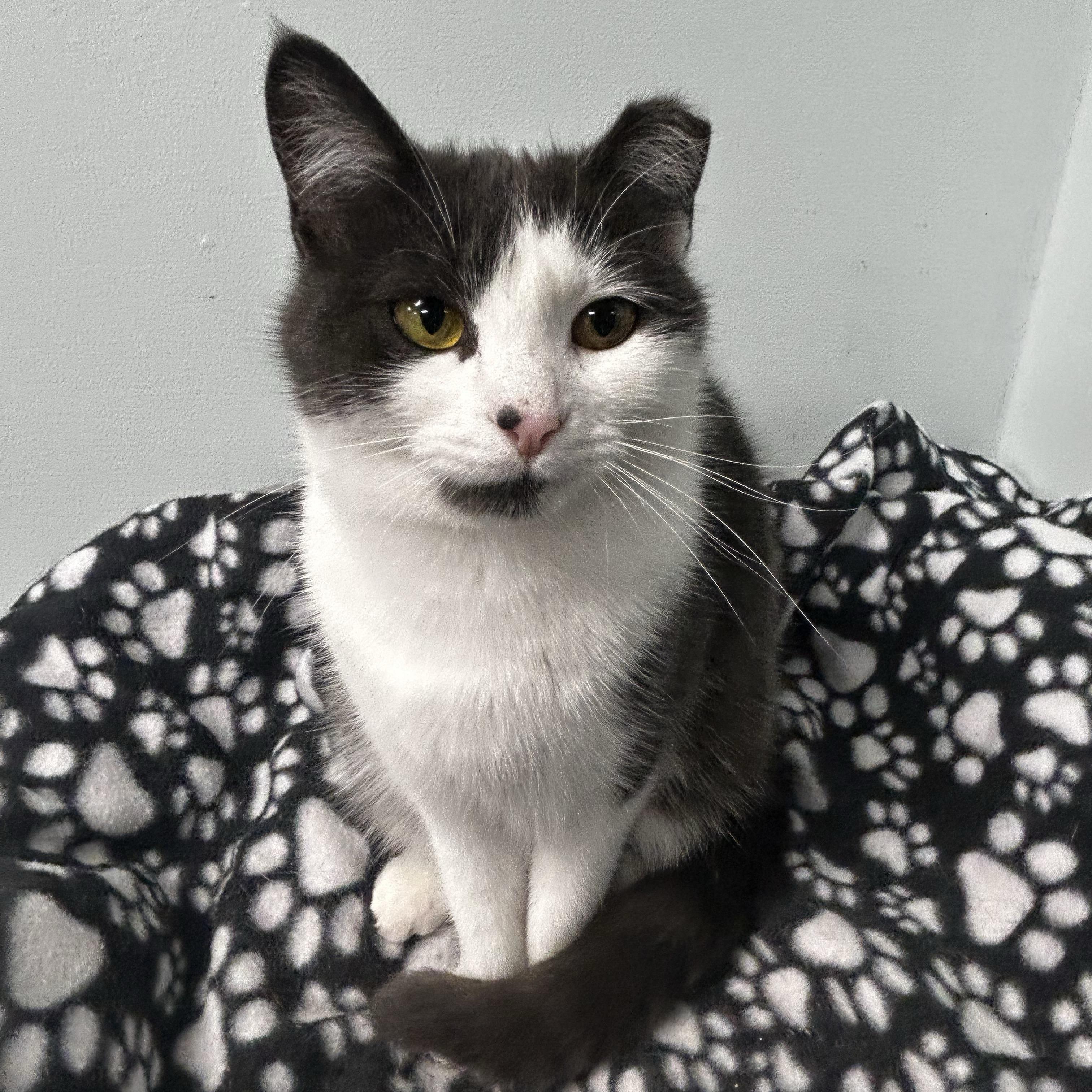 Nala, a Adoptable Domestic Short Hair in Grand Rapids, MI image 5/6