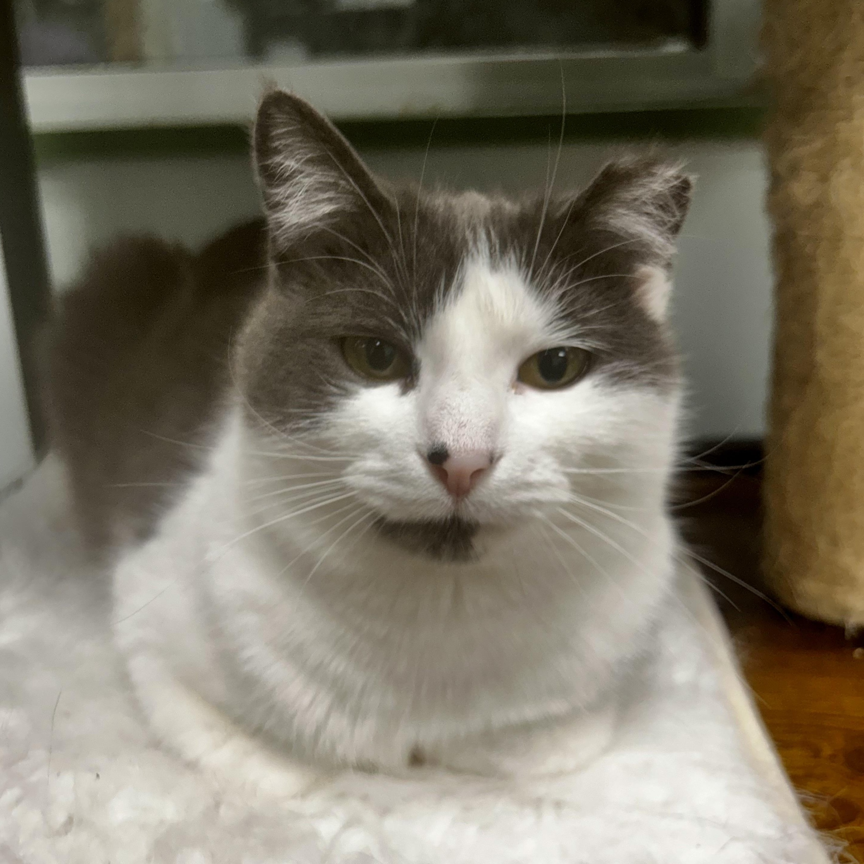 Nala, a Adoptable Domestic Short Hair in Grand Rapids, MI image 2/6