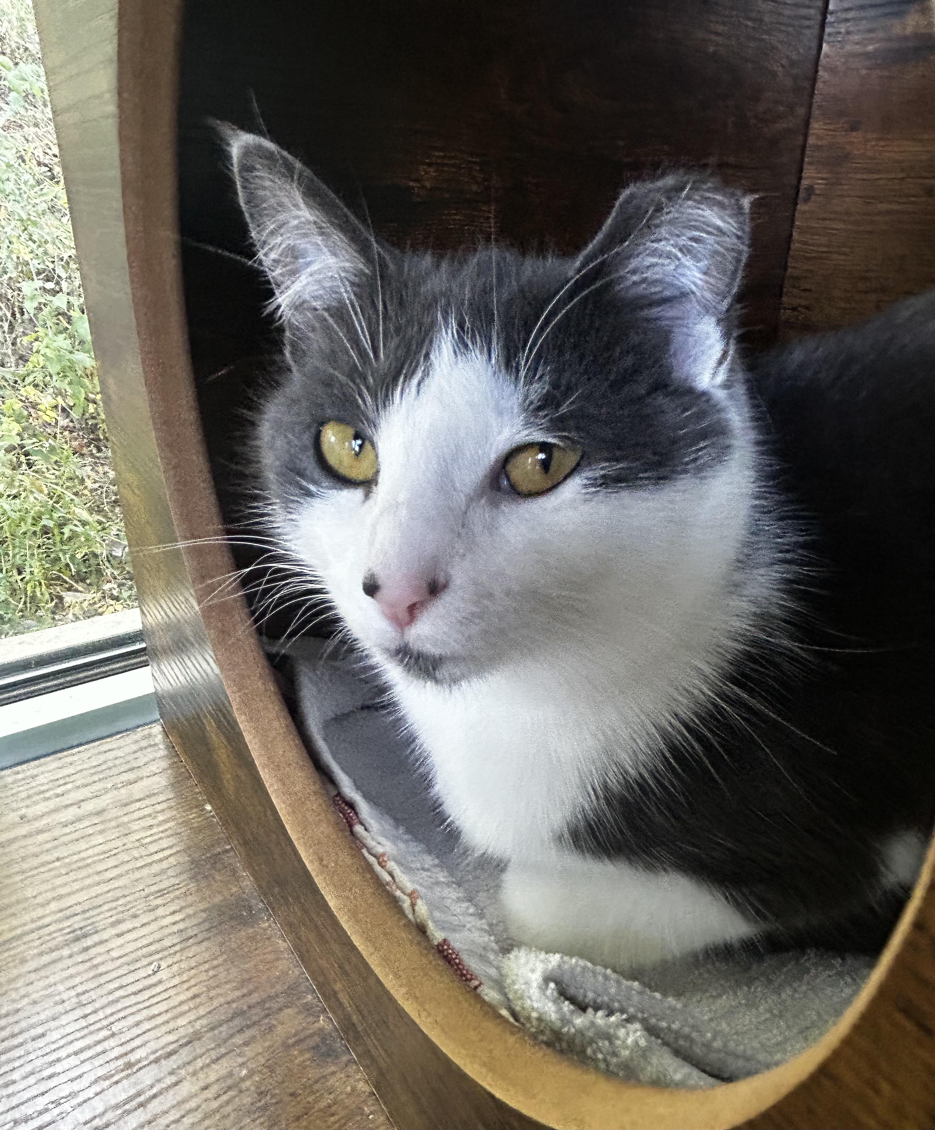 Nala, a Adoptable Domestic Short Hair in Grand Rapids, MI image 6/6