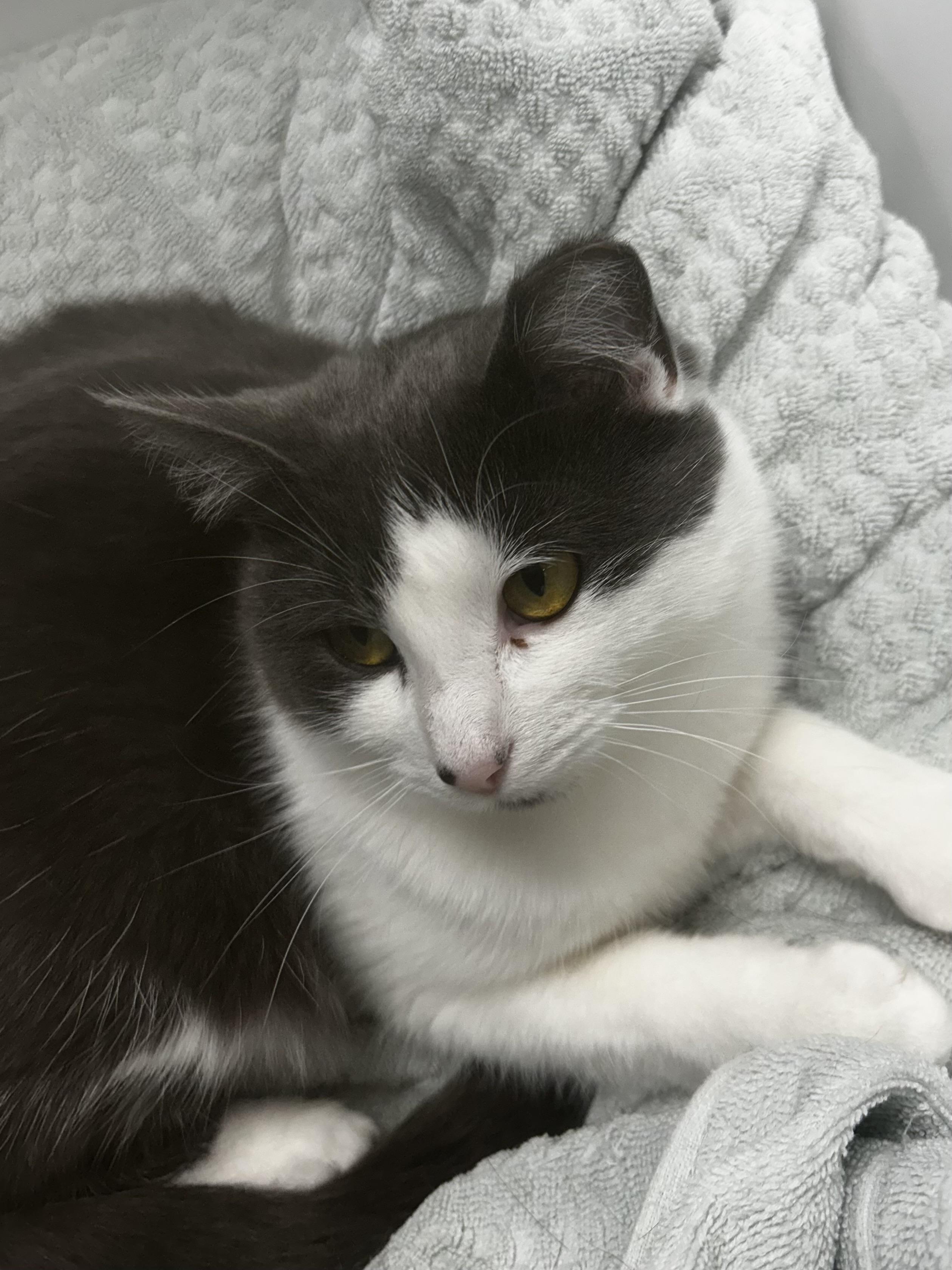 Nala, a Adoptable Domestic Short Hair in Grand Rapids, MI image 3/6