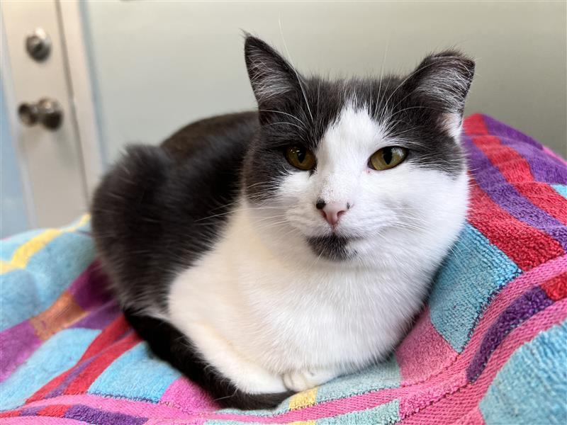 Nala, a Adoptable Domestic Short Hair in Grand Rapids, MI image 4/6