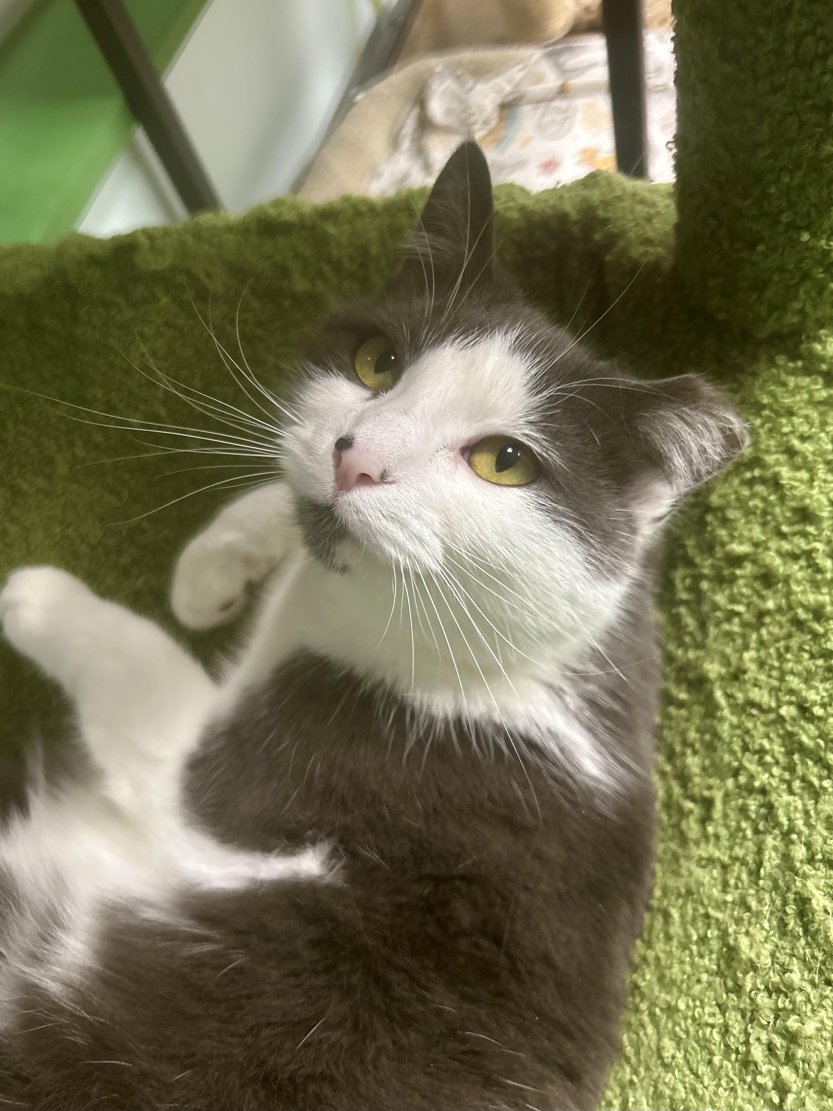 Enlarge Nala, a Adoptable Domestic Short Hair in Grand Rapids, MI image 1/6