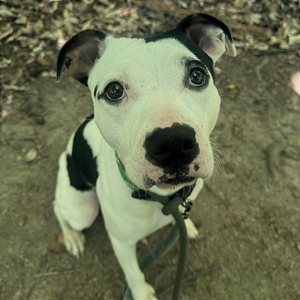 Enlarge Roxy, a Adoptable Pit Bull Terrier in Greensboro, NC image 1/6