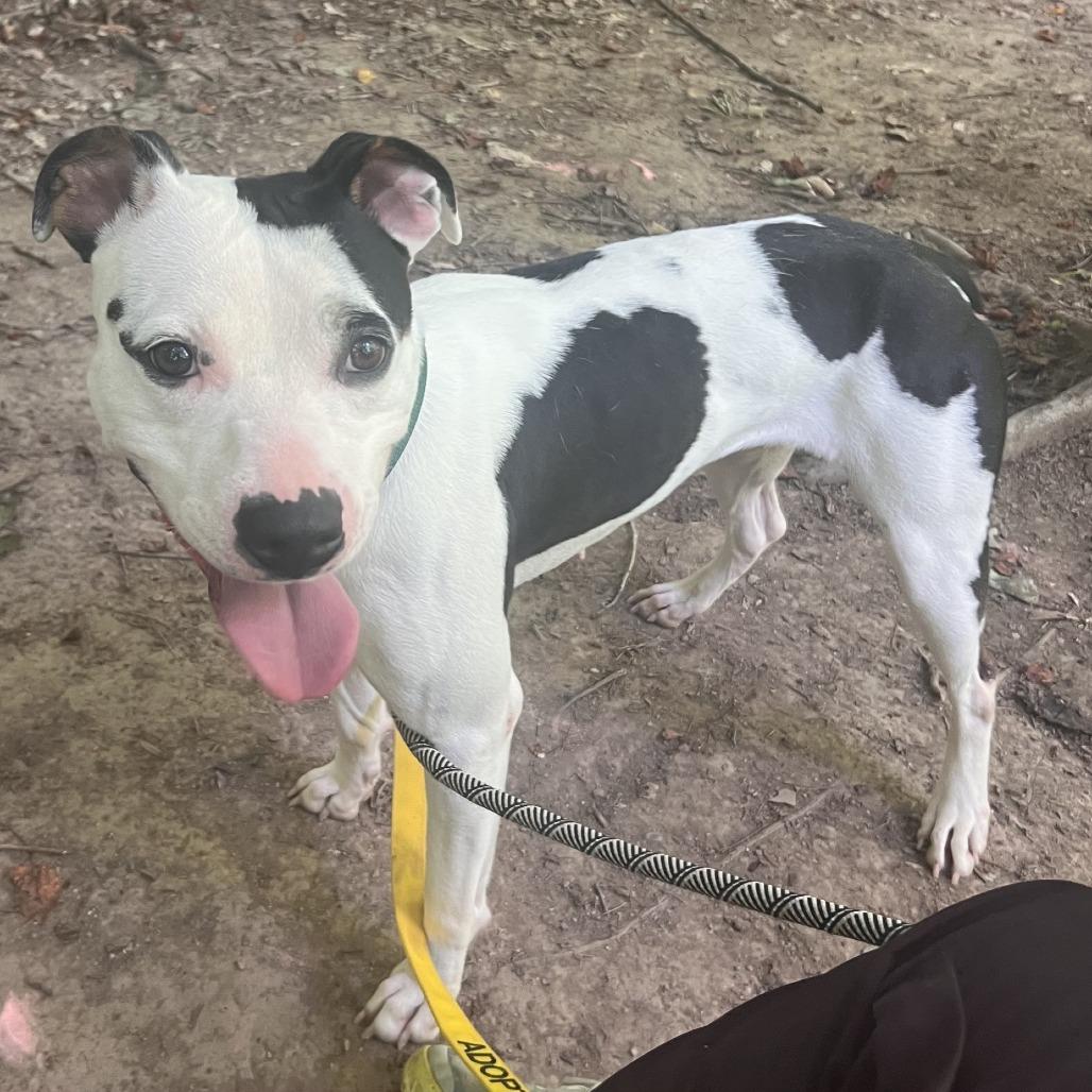 Enlarge Roxy, a Adoptable Pit Bull Terrier in Greensboro, NC image 2/6