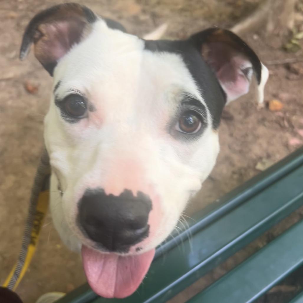 Enlarge Roxy, a Adoptable Pit Bull Terrier in Greensboro, NC image 3/6