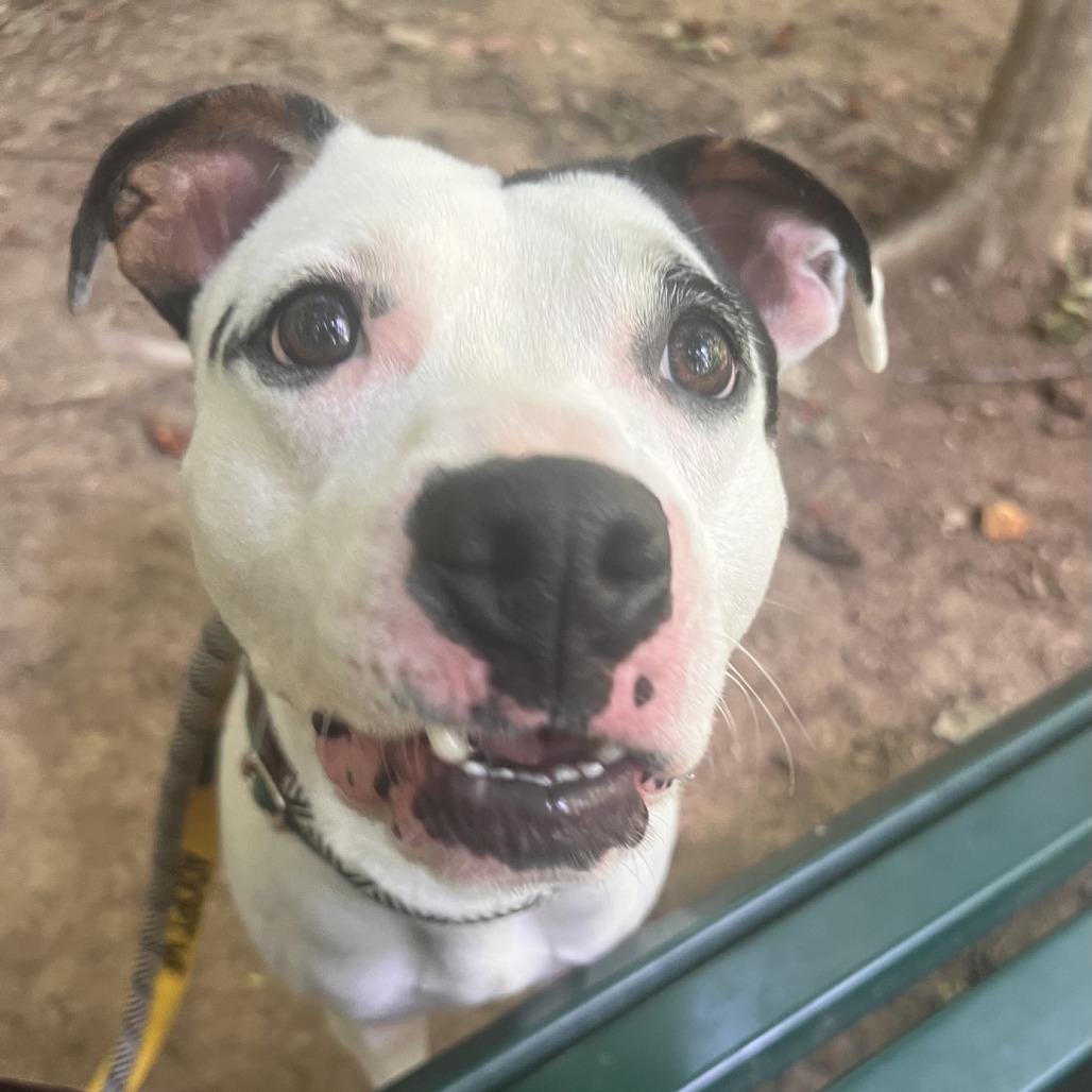 Enlarge Roxy, a Adoptable Pit Bull Terrier in Greensboro, NC image 4/6