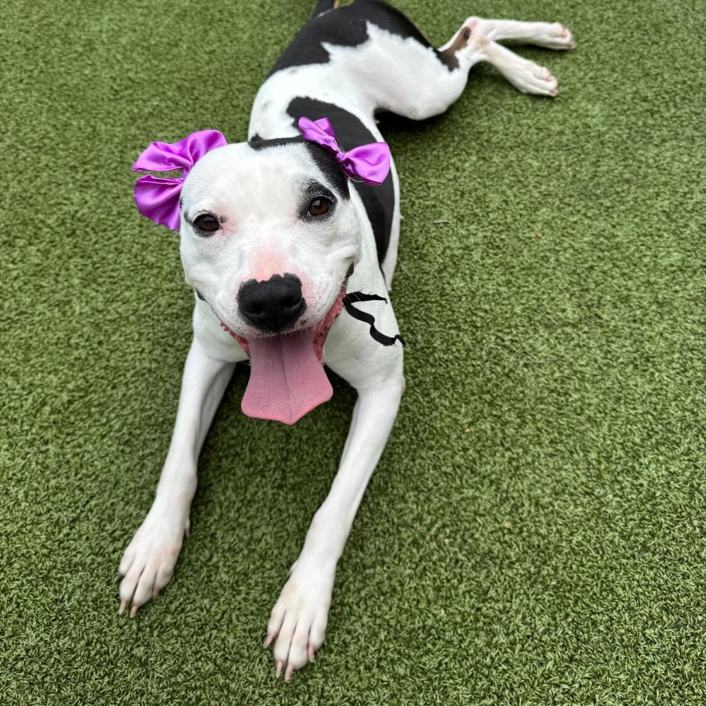 Enlarge Roxy, a Adoptable Pit Bull Terrier in Greensboro, NC image 5/6