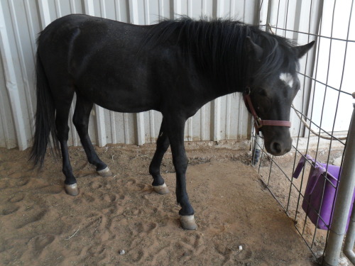 Samir, a Adoptable Pony in Anton, TX image 1/3