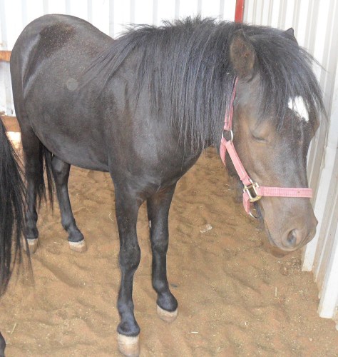 Samir, a Adoptable Pony in Anton, TX image 2/3