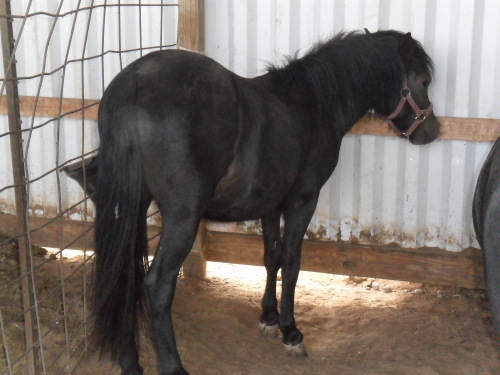 Samir, a Adoptable Pony in Anton, TX image 3/3