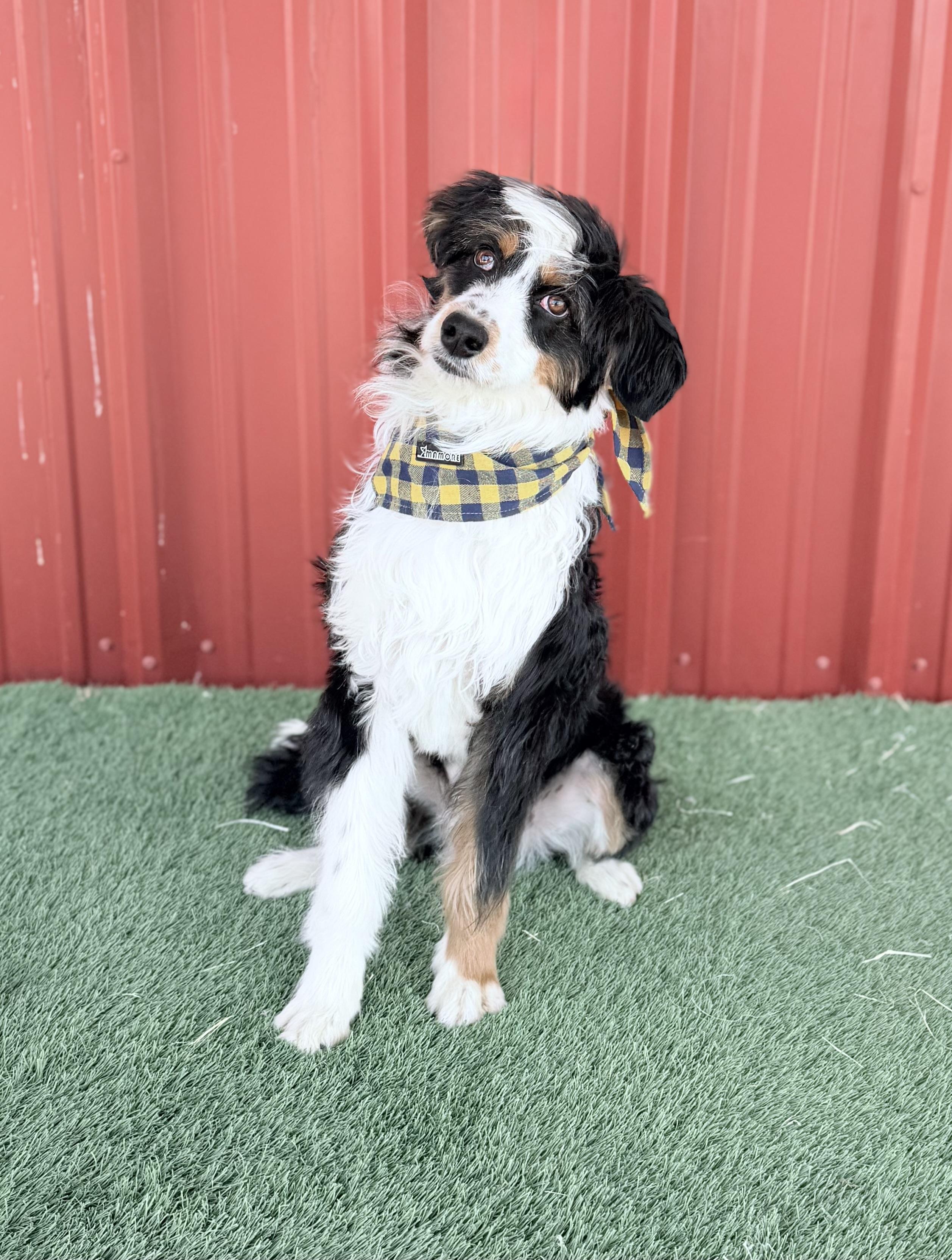 Enlarge BANJO, an adopted mixed breed in St. Louis, MO image 3/5