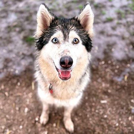 Enlarge Lillith, a Adoptable Mixed Breed in Medford, OR image 1/1