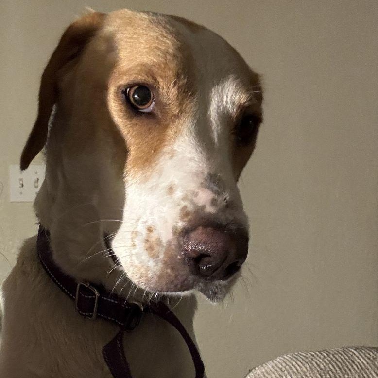 Reenona DesMoines, a Adoptable mixed breed in Urbandale, IA image 3/3