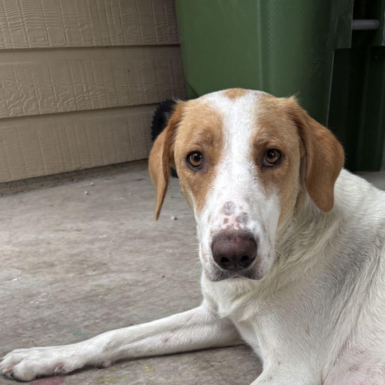 Reenona DesMoines, a Adoptable mixed breed in Urbandale, IA image 2/3