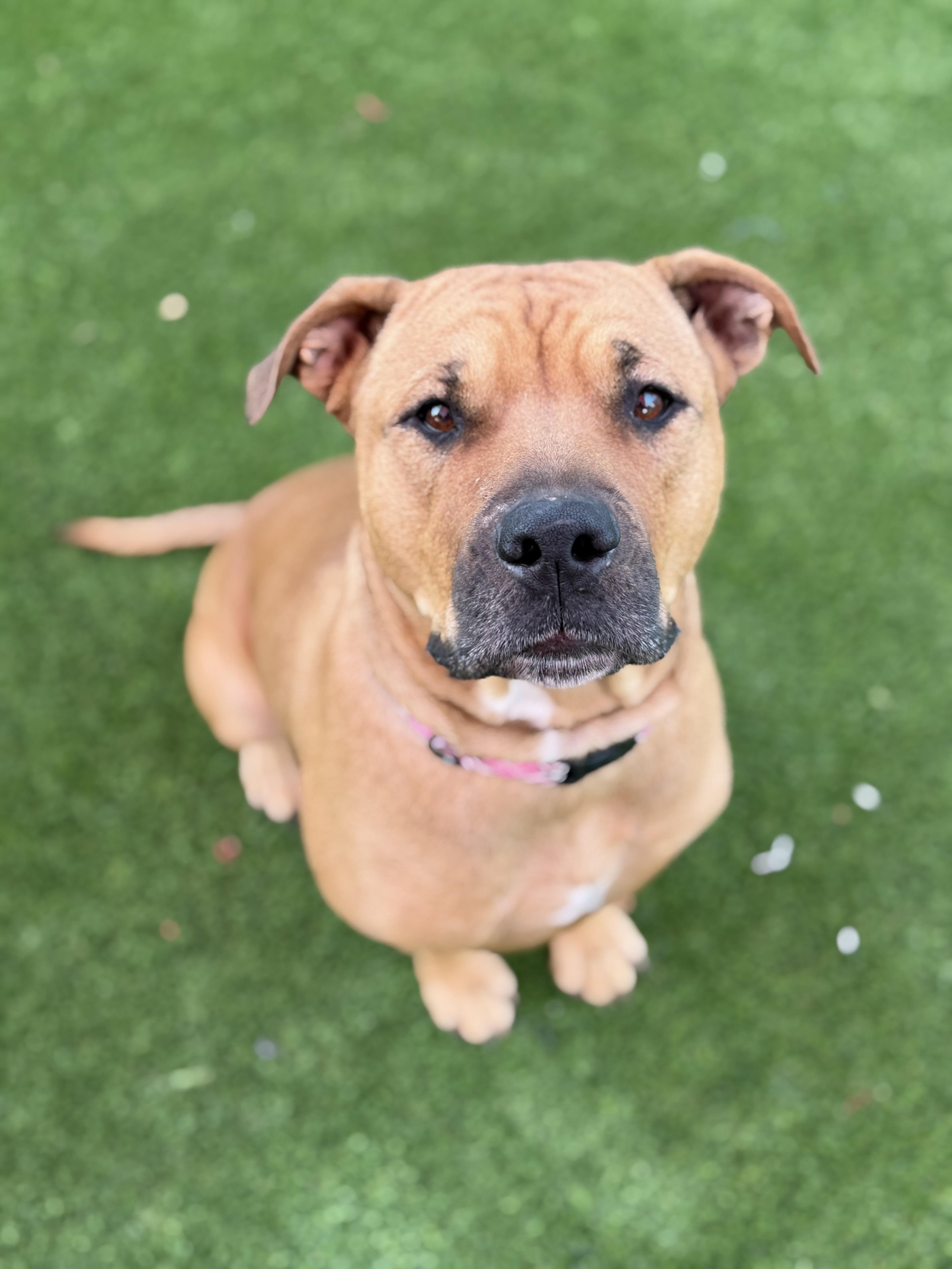 Enlarge Margo, a ADOPTABLE mixed breed in Glendale, AZ image 2/3