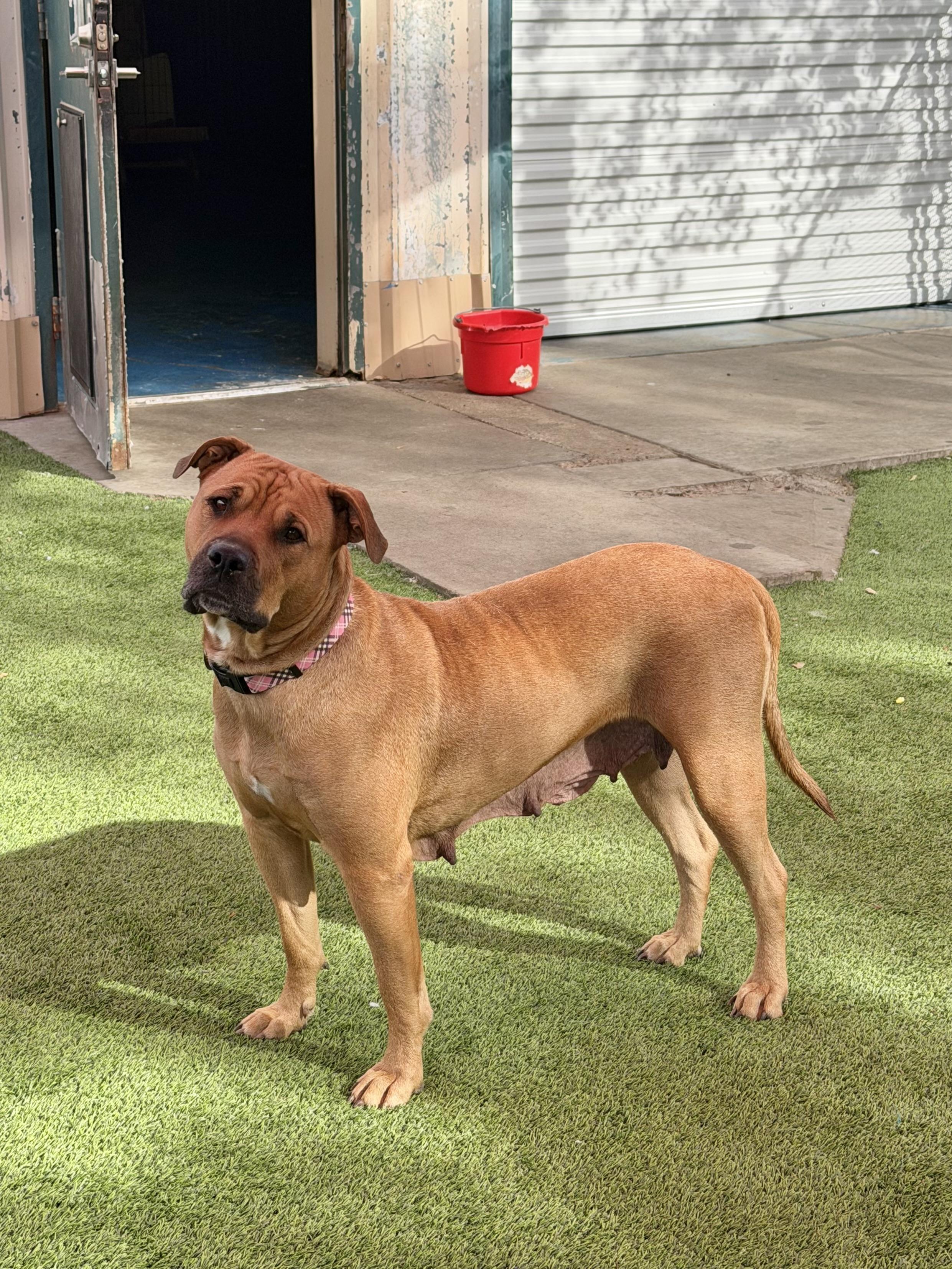 Margo, ADOPTABLE, Adult Female Pit Bull Terrier & Mastiff.