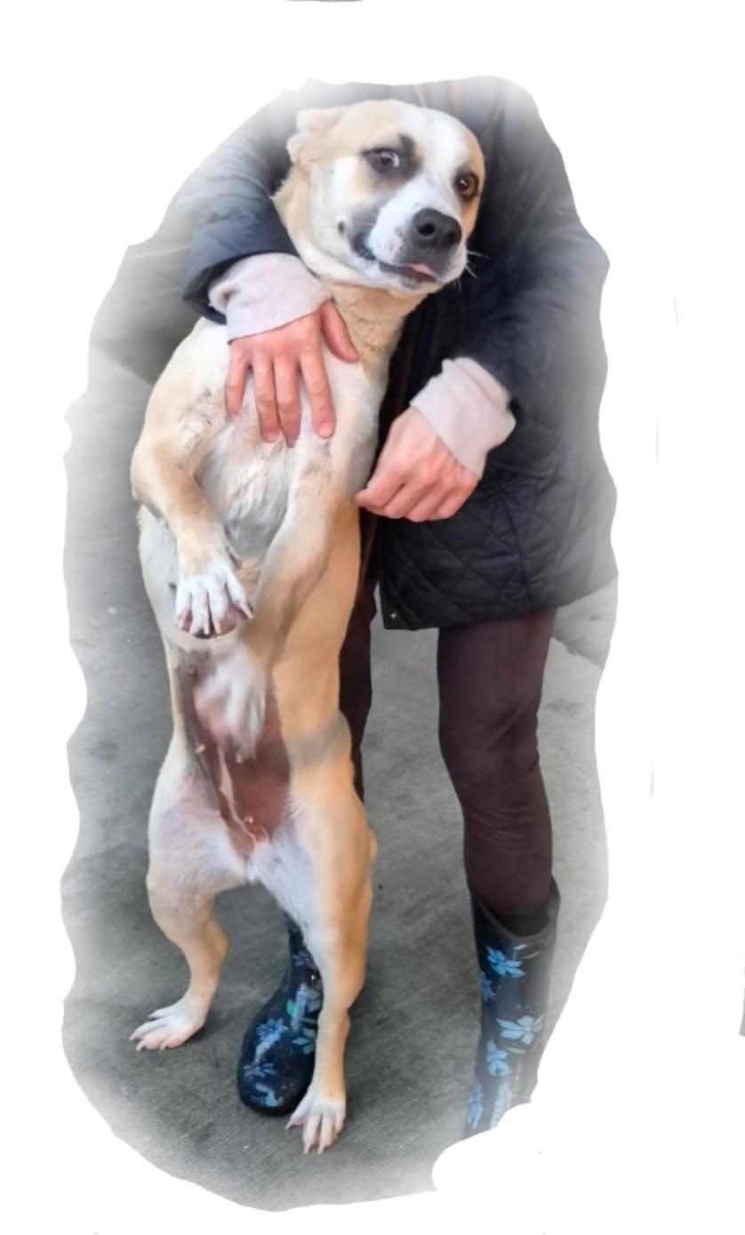 Sweet Annie!!, Young Female Anatolian Shepherd