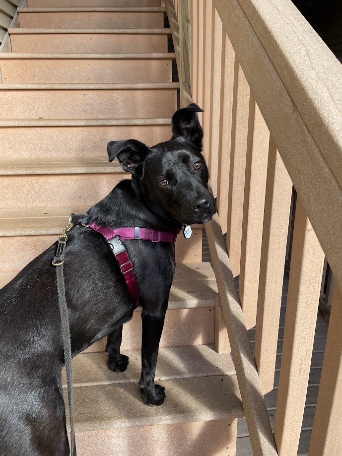 Neva, an adoptable Labrador Retriever in Glen Allen, VA_image-1