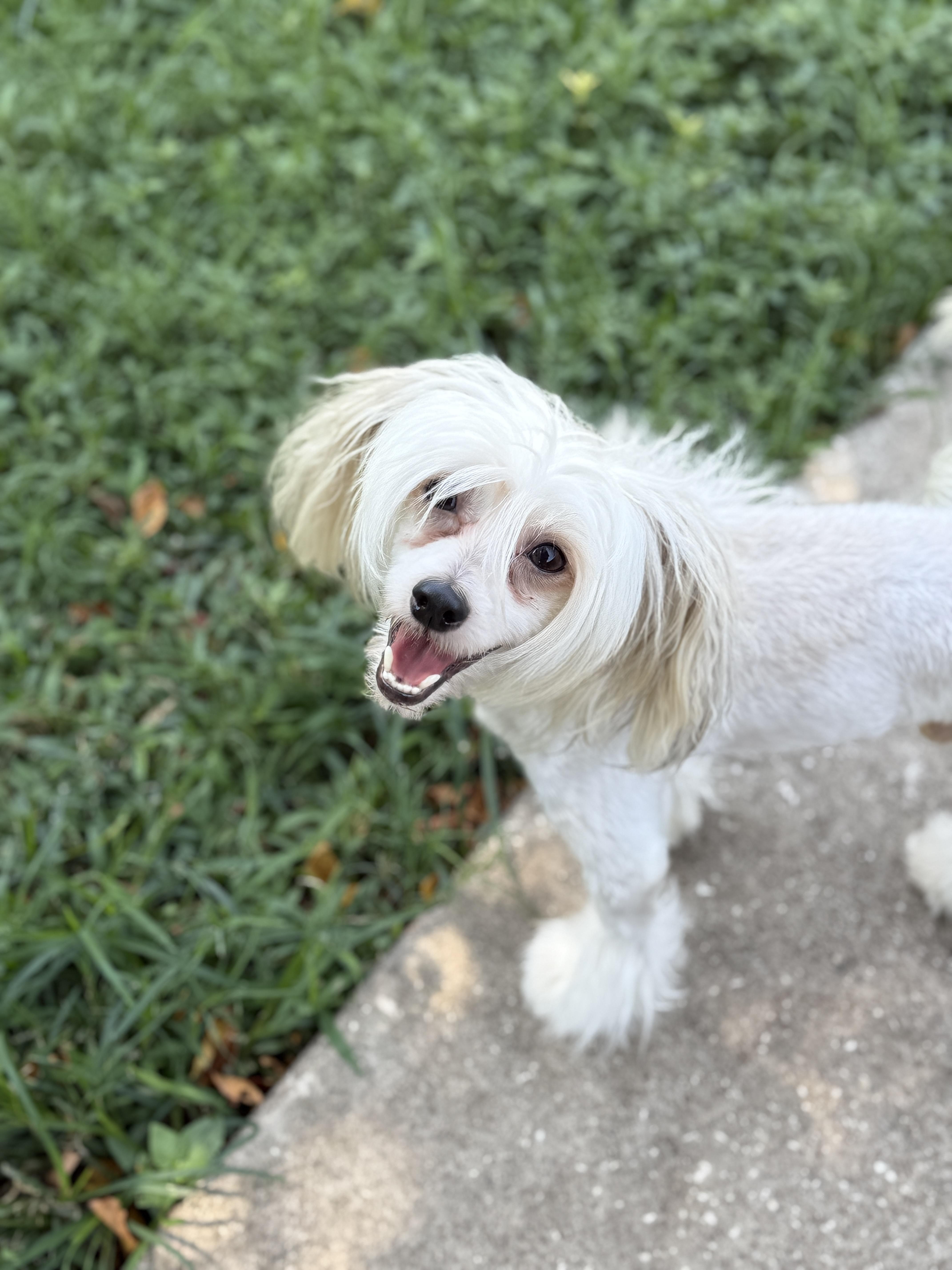 Louie, ADOPTABLE, Adult Male Chinese Crested Dog.