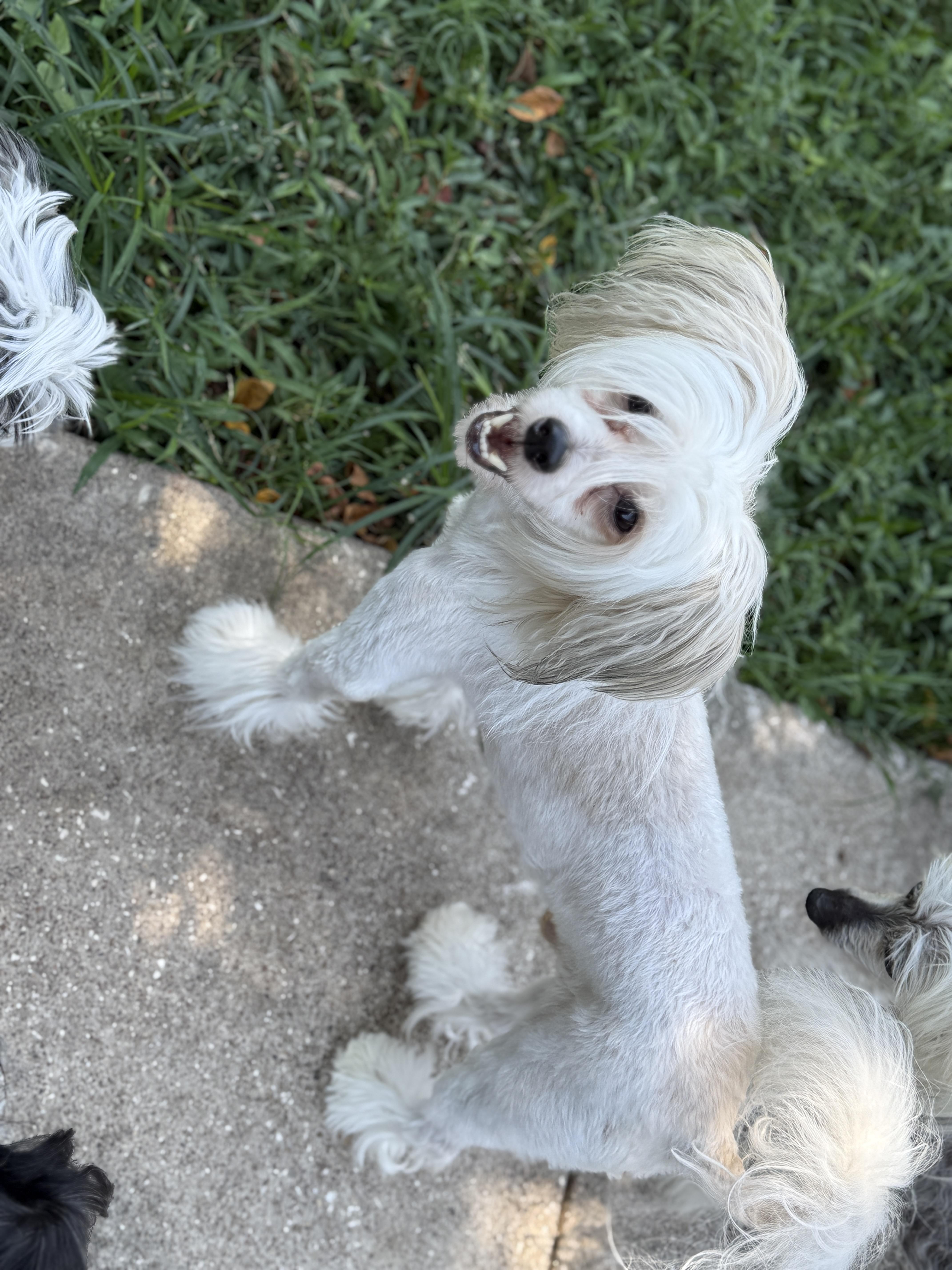 Enlarge Louie, a ADOPTABLE Chinese Crested Dog in Houston, TX image 3/6