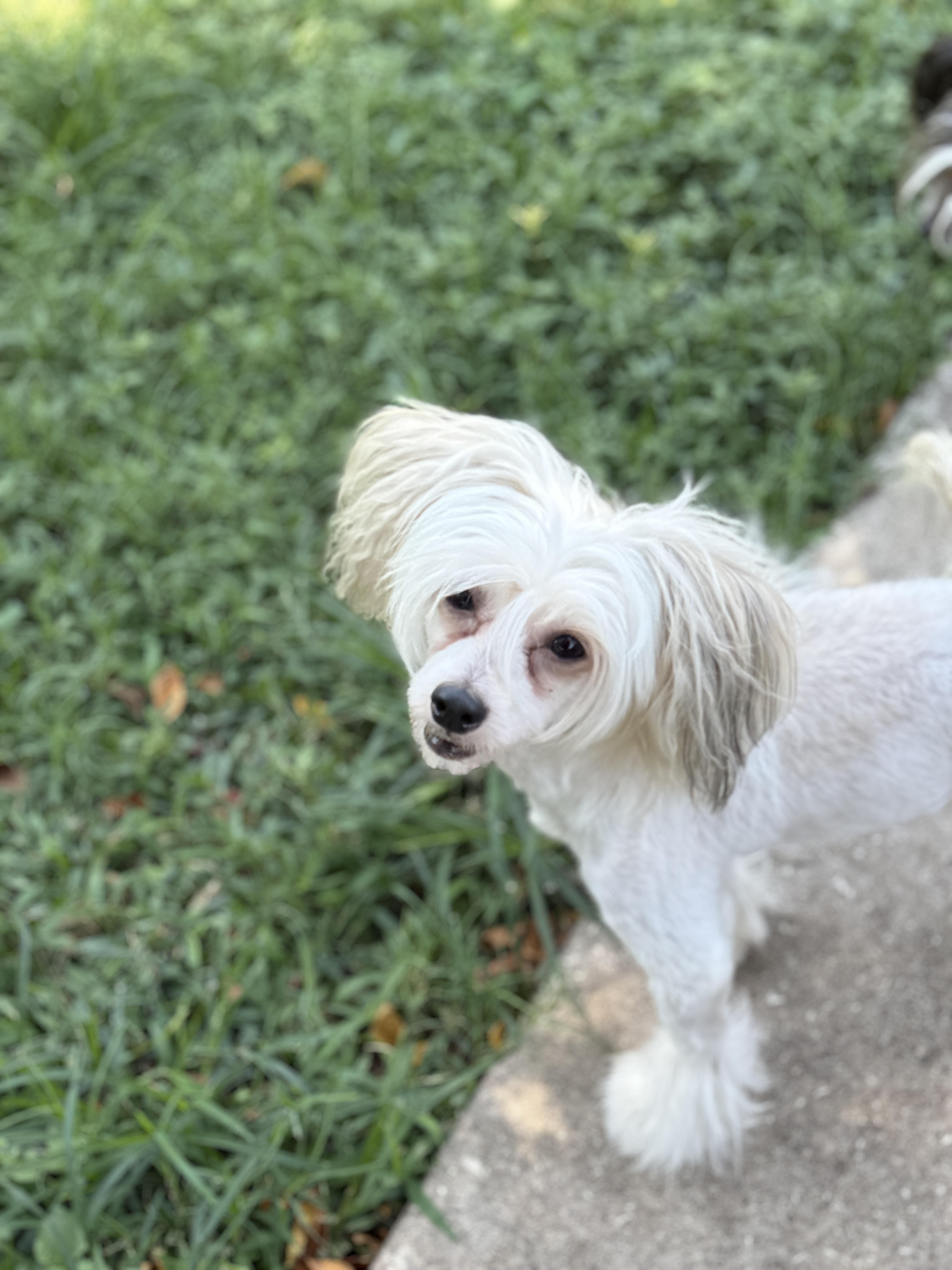 Enlarge Louie, a ADOPTABLE Chinese Crested Dog in Houston, TX image 2/6