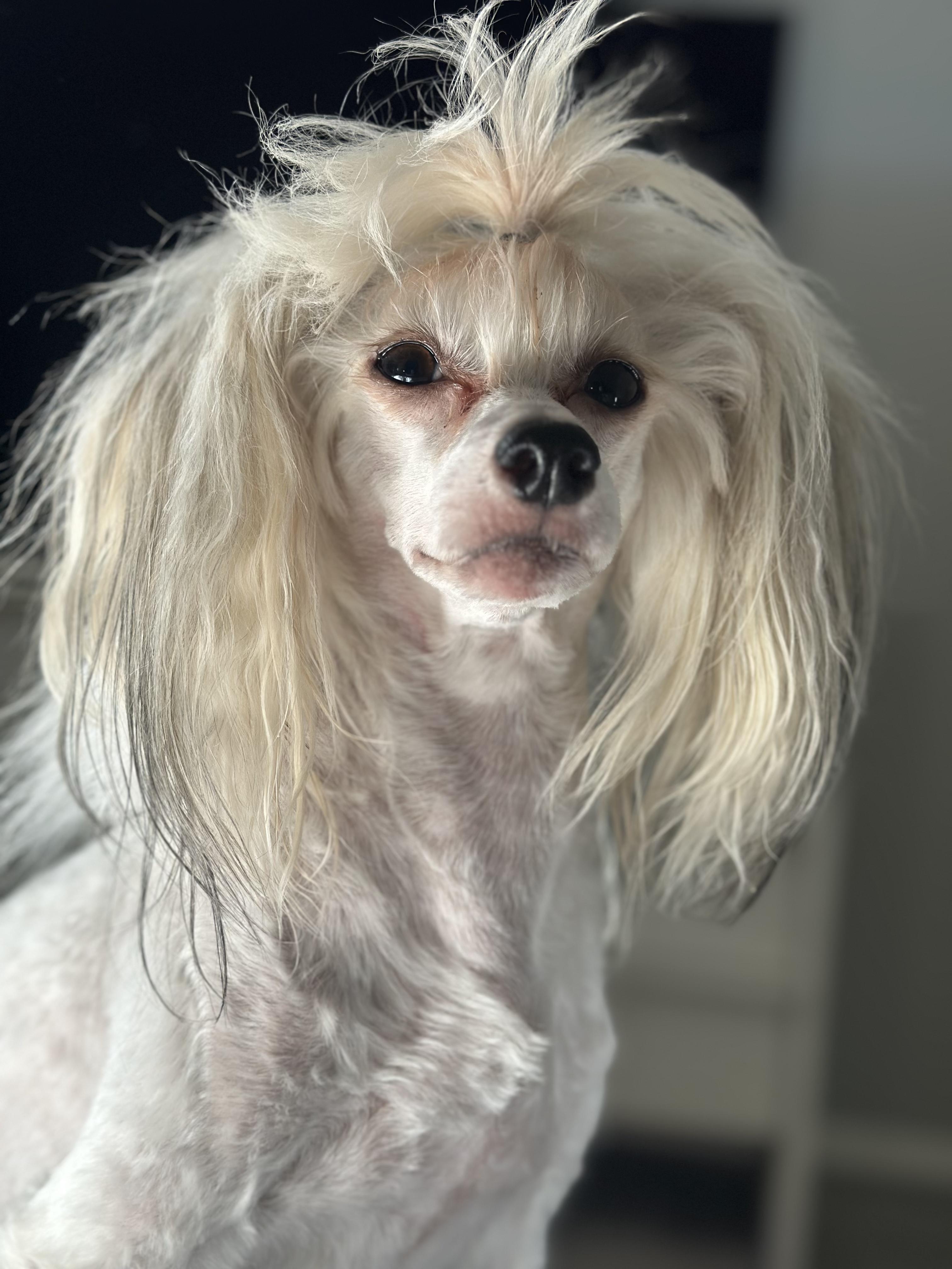 Enlarge Louie, a ADOPTABLE Chinese Crested Dog in Houston, TX image 6/6