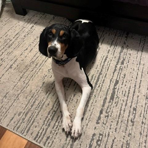 Mayci, Adoptable, Adult Female Black and Tan Coonhound.