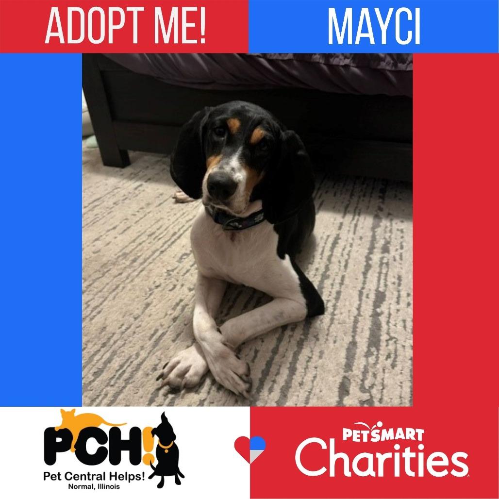 Enlarge Mayci, a Adoptable Black and Tan Coonhound in Normal, IL image 2/6