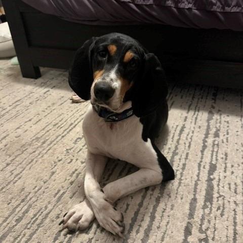 Enlarge Mayci, a Adoptable Black and Tan Coonhound in Normal, IL image 3/6