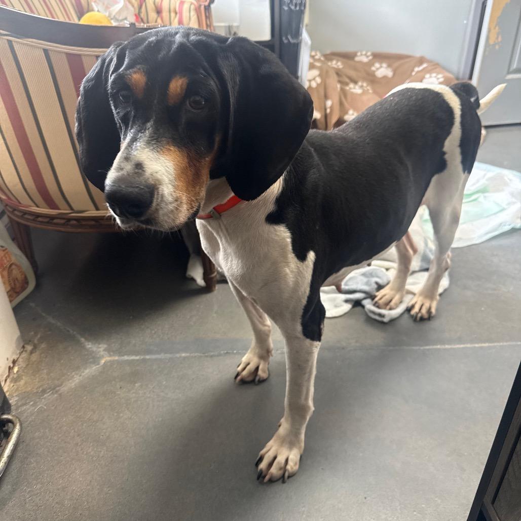 Enlarge Mayci, a Adoptable Black and Tan Coonhound in Normal, IL image 4/6