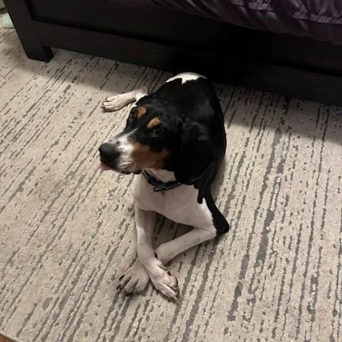 Enlarge Mayci, a Adoptable Black and Tan Coonhound in Normal, IL image 5/6