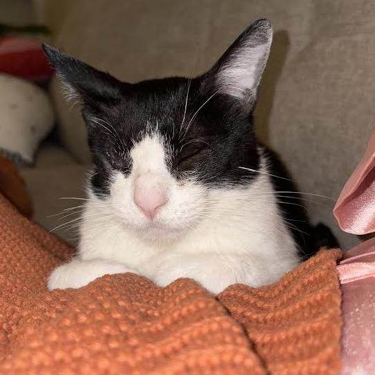 Nugget MVP — thumbnail 2