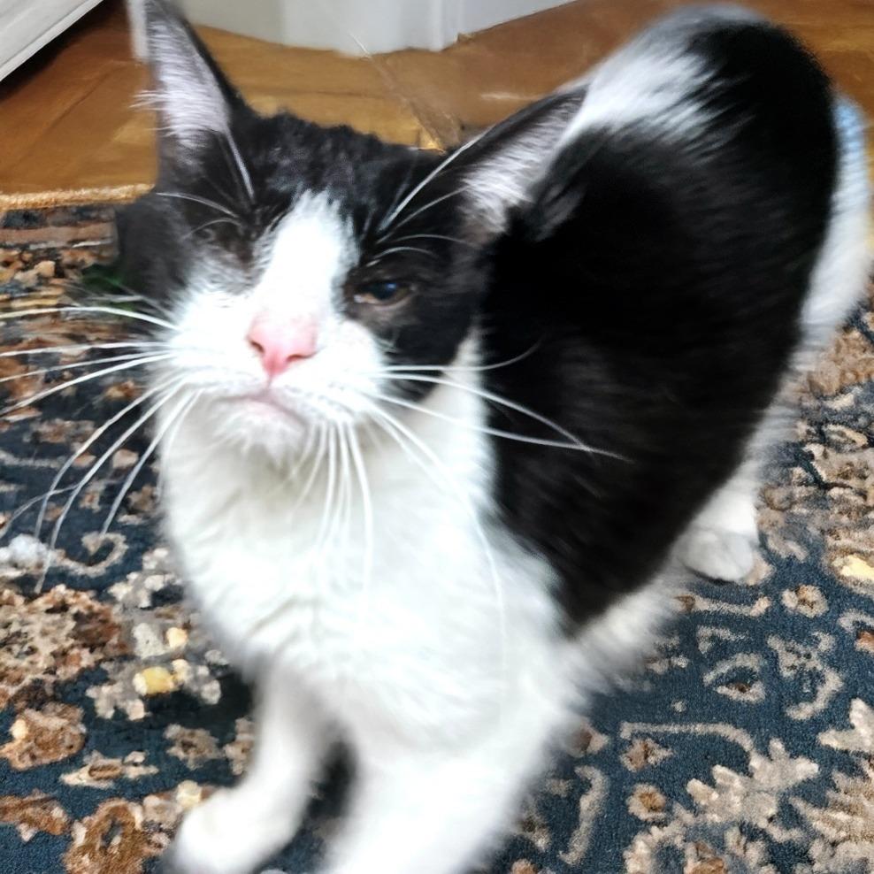 Nugget MVP — thumbnail 3