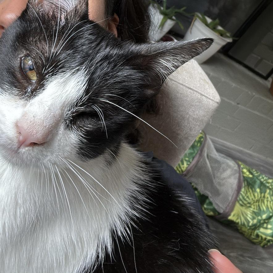 Nugget MVP — thumbnail 4