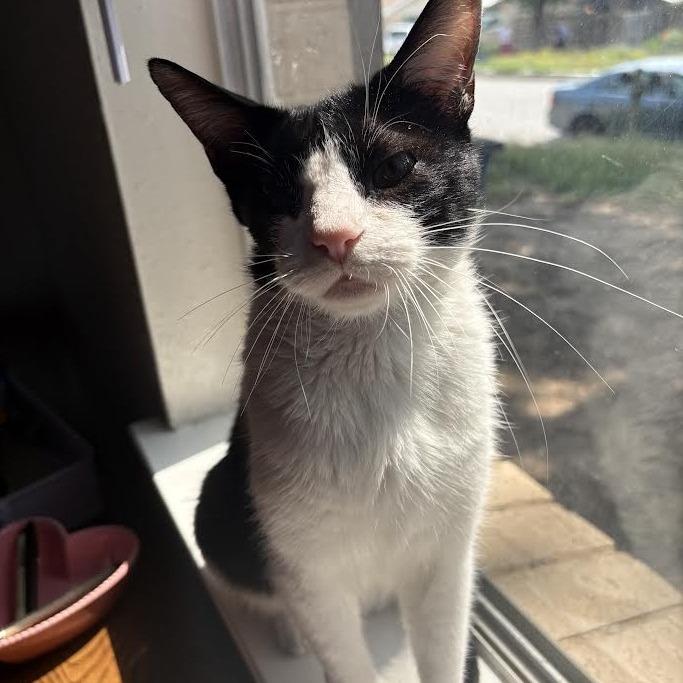 Nugget MVP — thumbnail 5