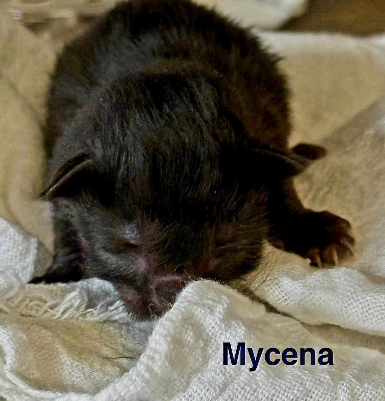 Mycena