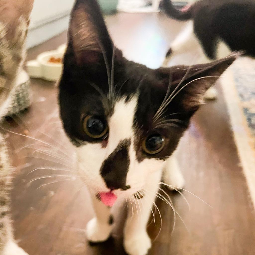 Cat for adoption Culber, a Domestic Short Hair in Morrisville, VT