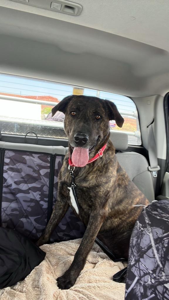 Jabba, Adoptable, Adult Male Mixed Breed.
