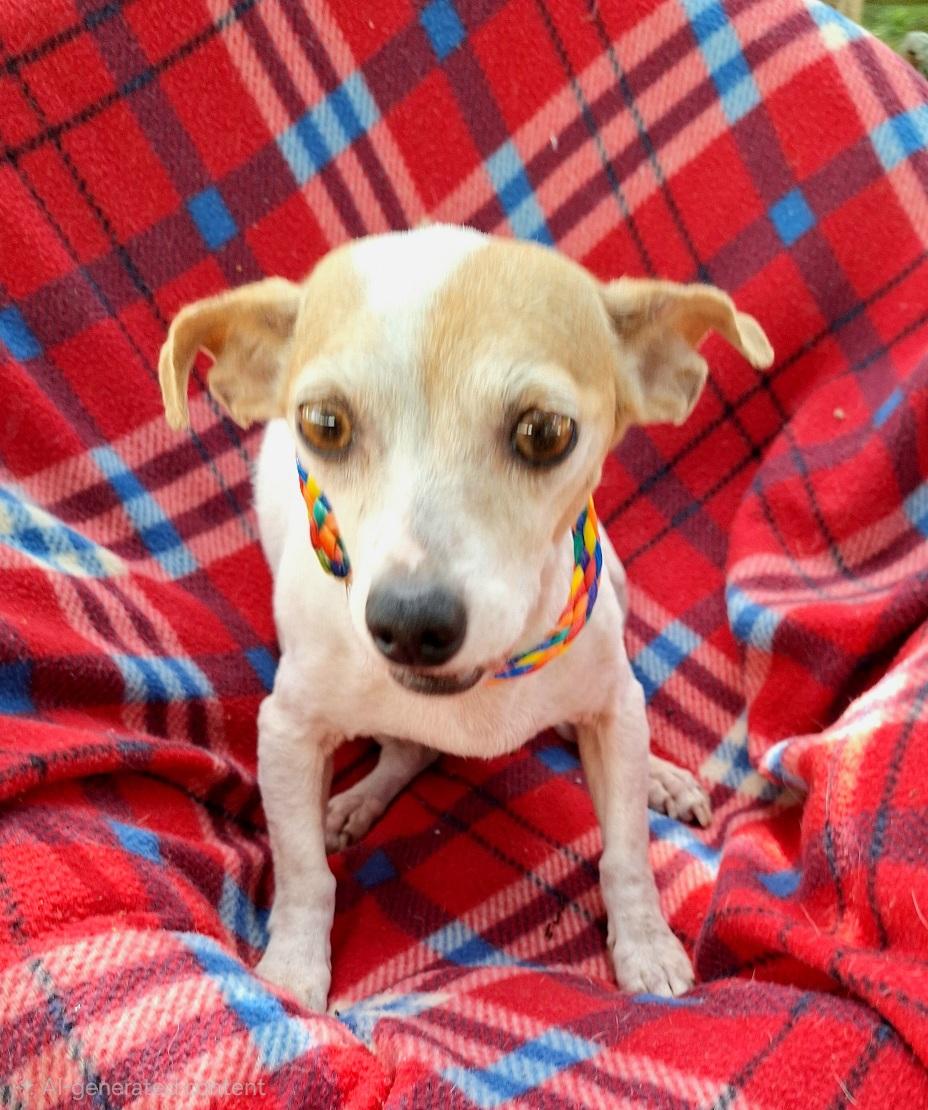 Liliana OR14050-Thw, a Adoptable mixed breed in Beaverton, OR image 4/6