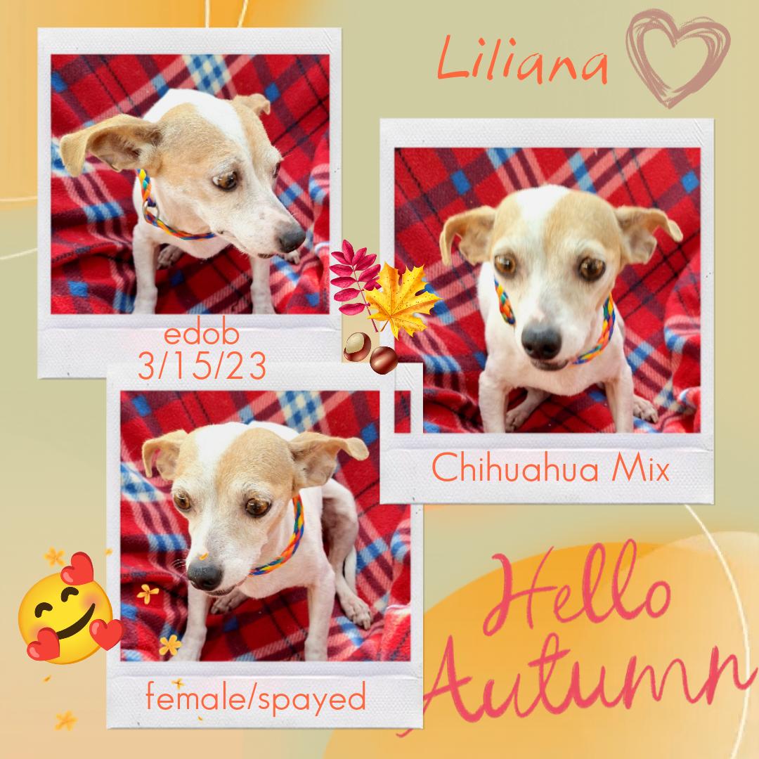 Liliana OR14050-Thw, a Adoptable mixed breed in Beaverton, OR image 5/6