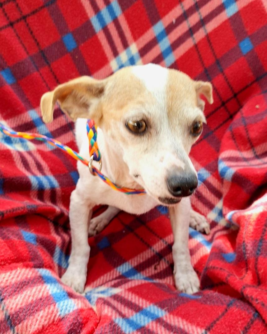 Liliana OR14050-Thw, a Adoptable mixed breed in Beaverton, OR image 6/6
