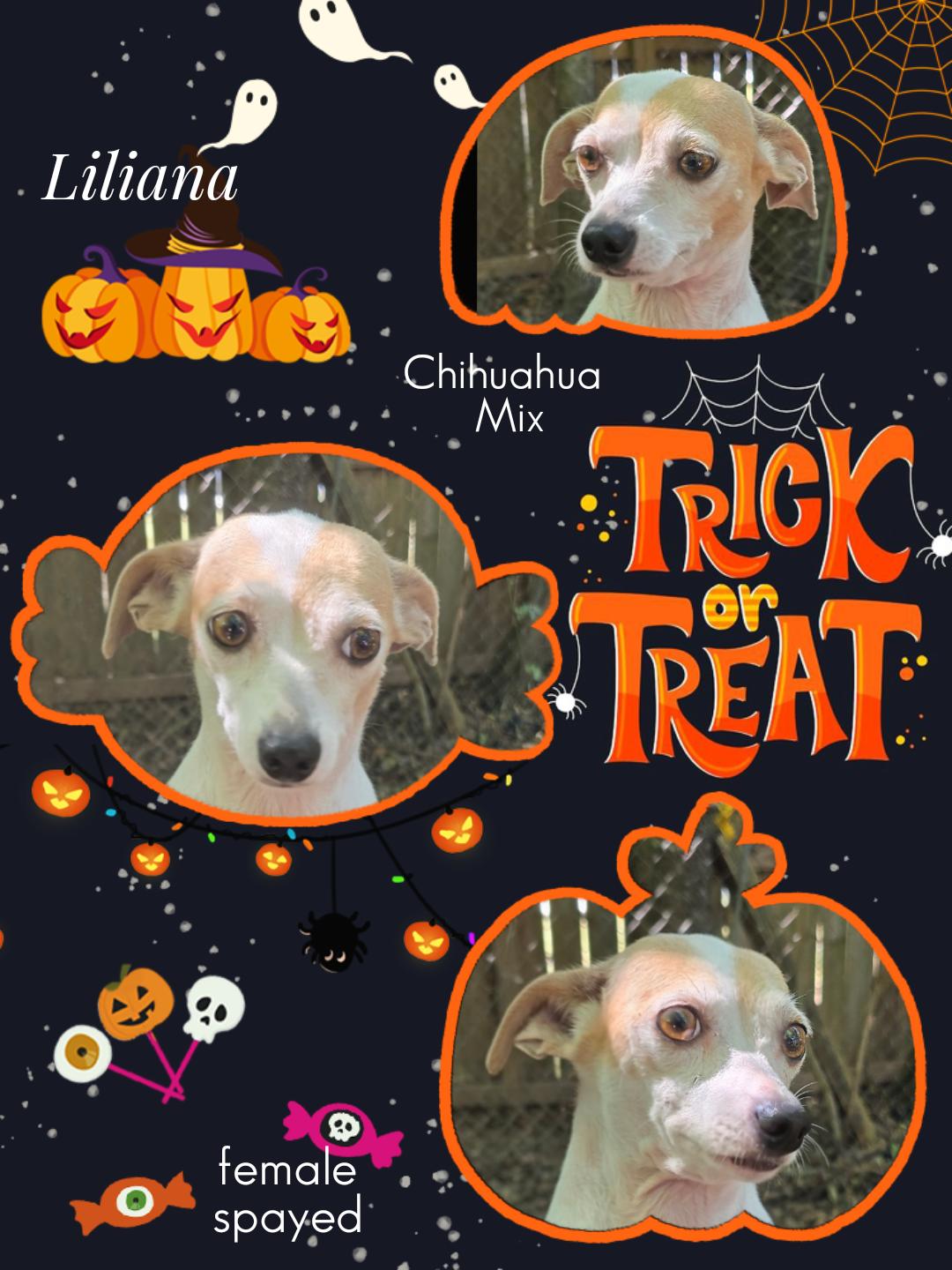 Liliana OR14050-Thw, a Adoptable mixed breed in Beaverton, OR image 2/6