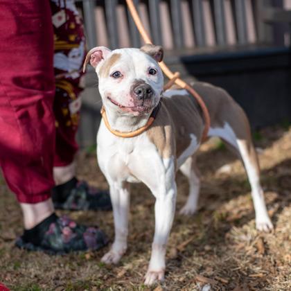 Munni- IN FOSTER, Adoptable, Adult Female Mixed Breed & Mixed Breed.