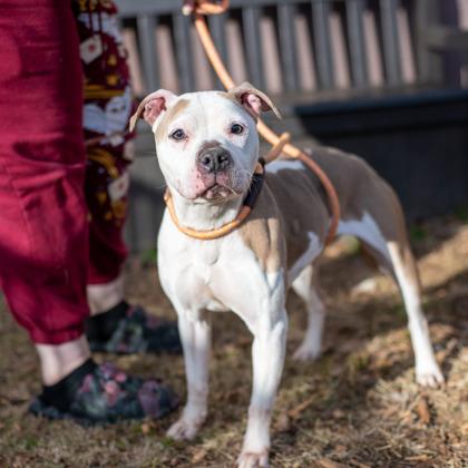 Enlarge Munni- IN FOSTER, a Adoptable mixed breed in Chamblee, GA image 3/3